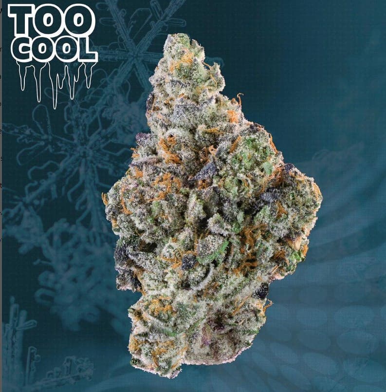 KUTZ | Too Cool