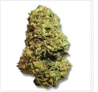 Exclusive - Sugar Cookies (H)