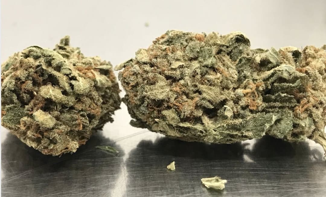 Ninja Turtle - Hybrid - 30% THC