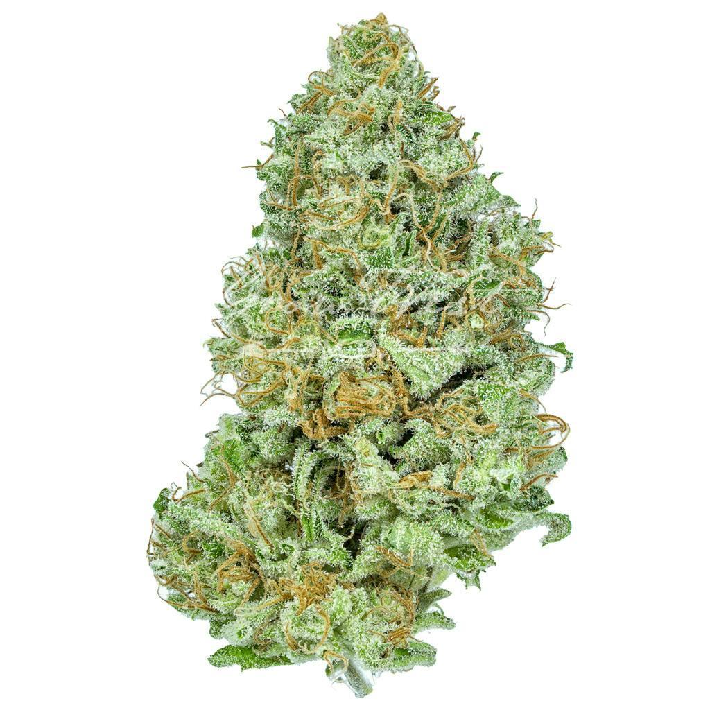 Gelato | Premium | Hand-Trimmed | 3.5g