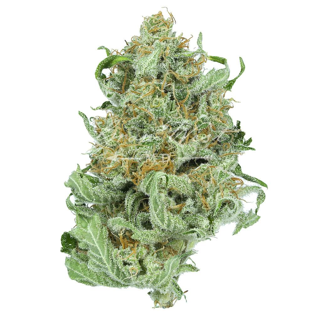 Gelato | Silver | Untrimmed | 3.5g