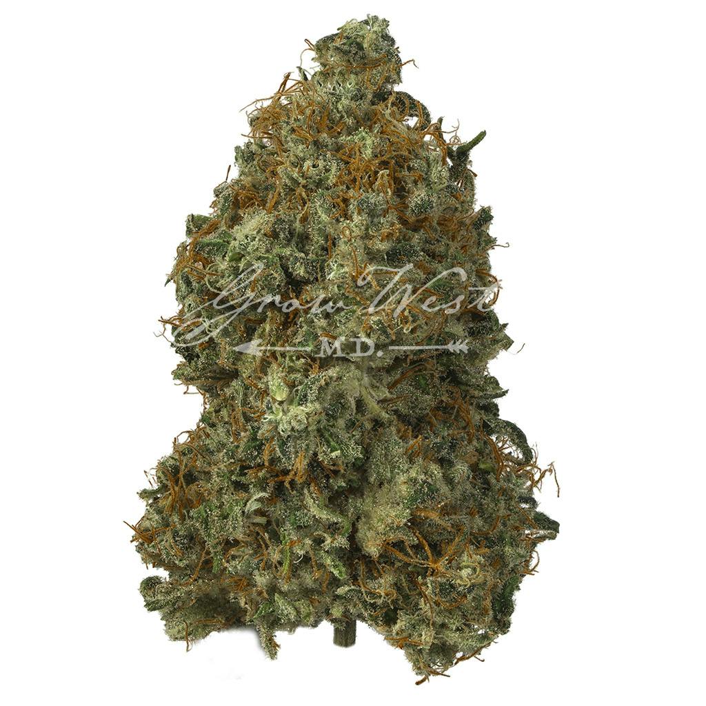 GG #4 | Gold | Trimmed | 3.5g