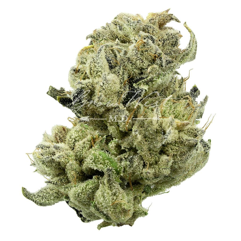 Purple Koala | Silver | Untrimmed | 3.5g