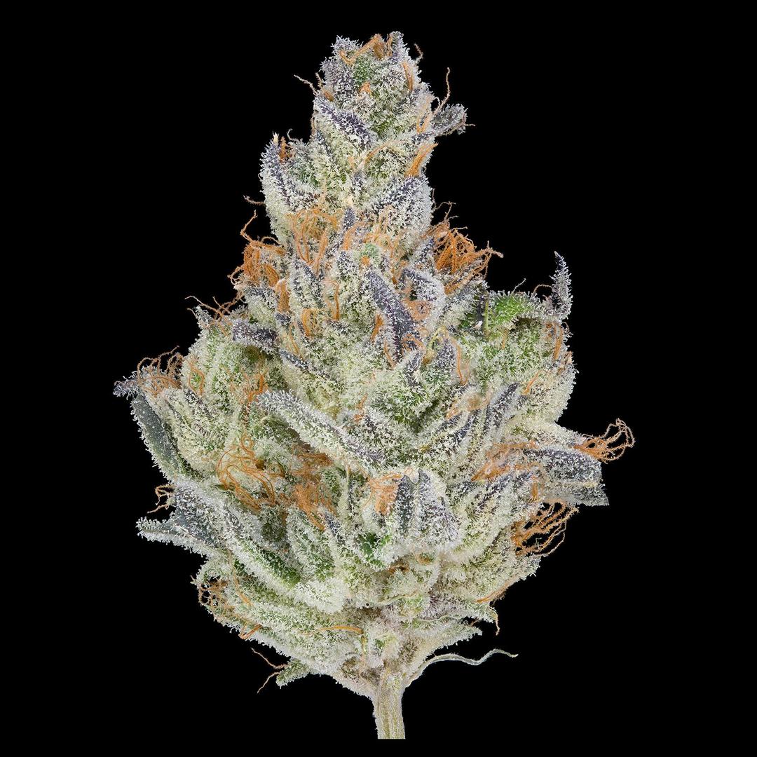 GDL Black Label Flower (3.5g) | Monet
