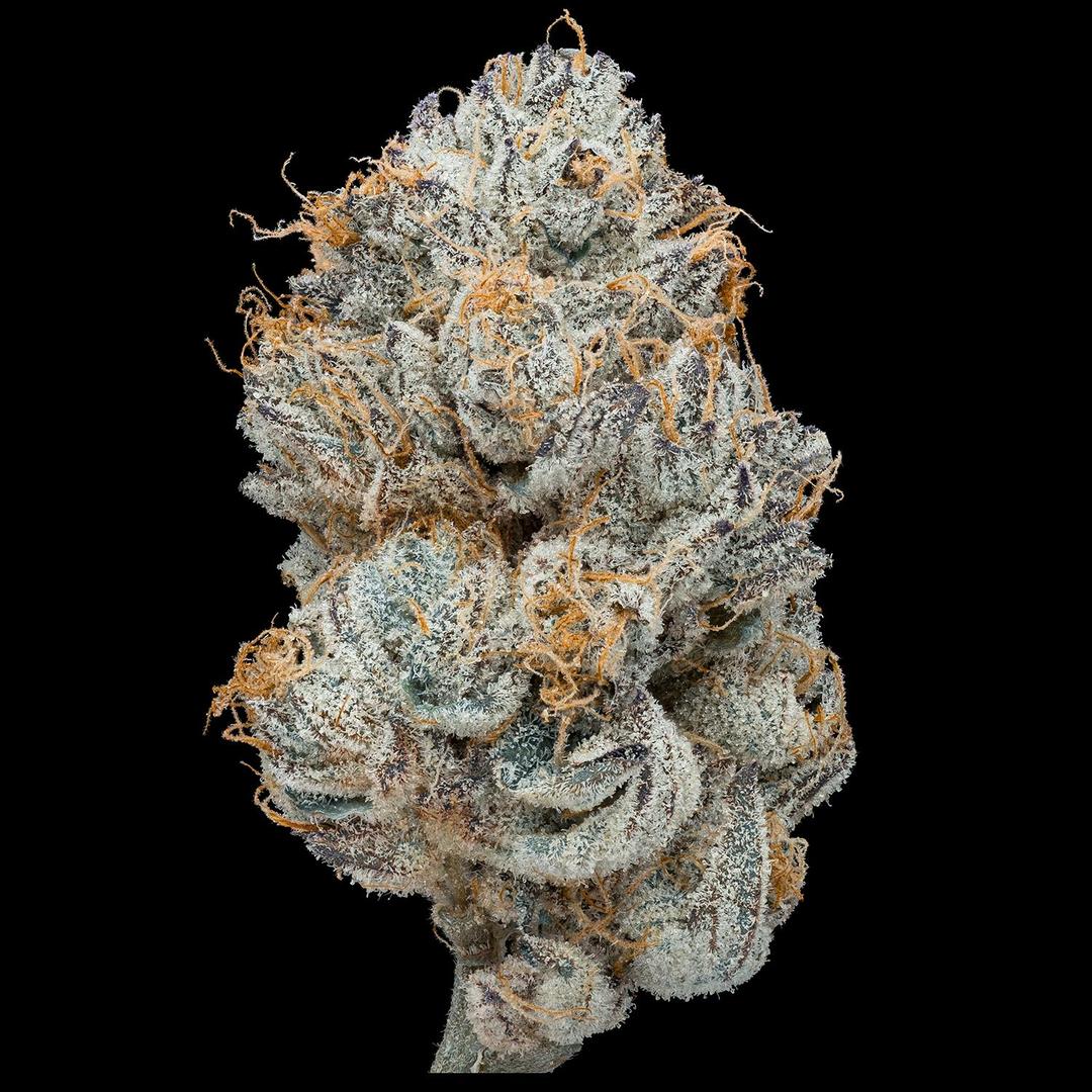 GDL | Peach Oblivion Black Label Flower (3.5g)