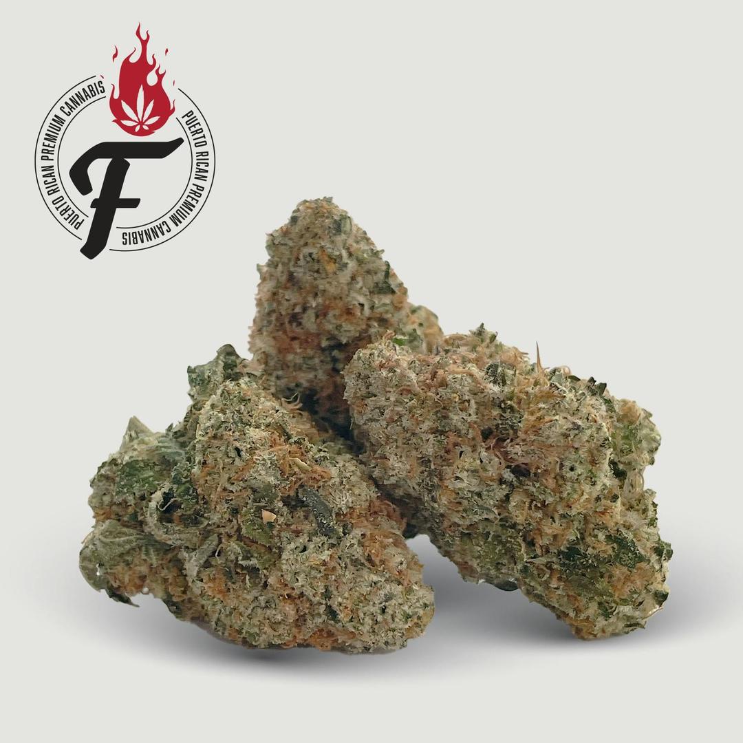 Gorilla Scout - Fuego