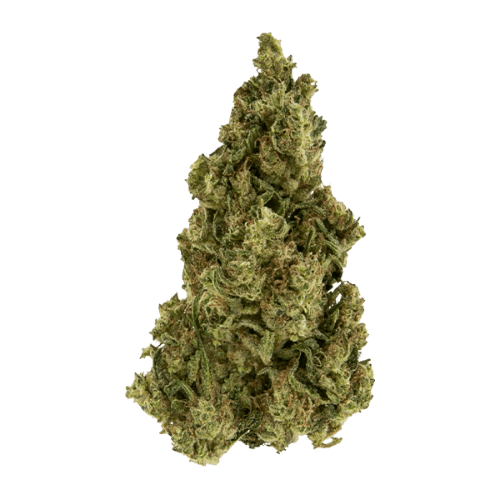 Exclusive - Larry Obama (H) - 28g
