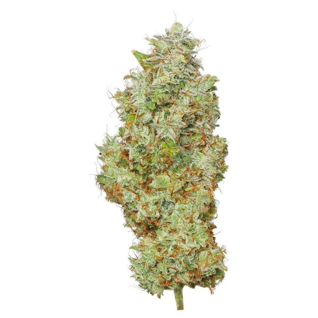 Lemon Tree