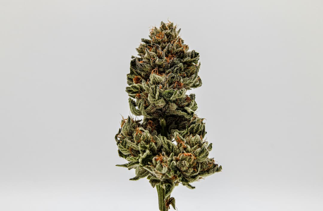 River Remedy: Mimosa 3.5g