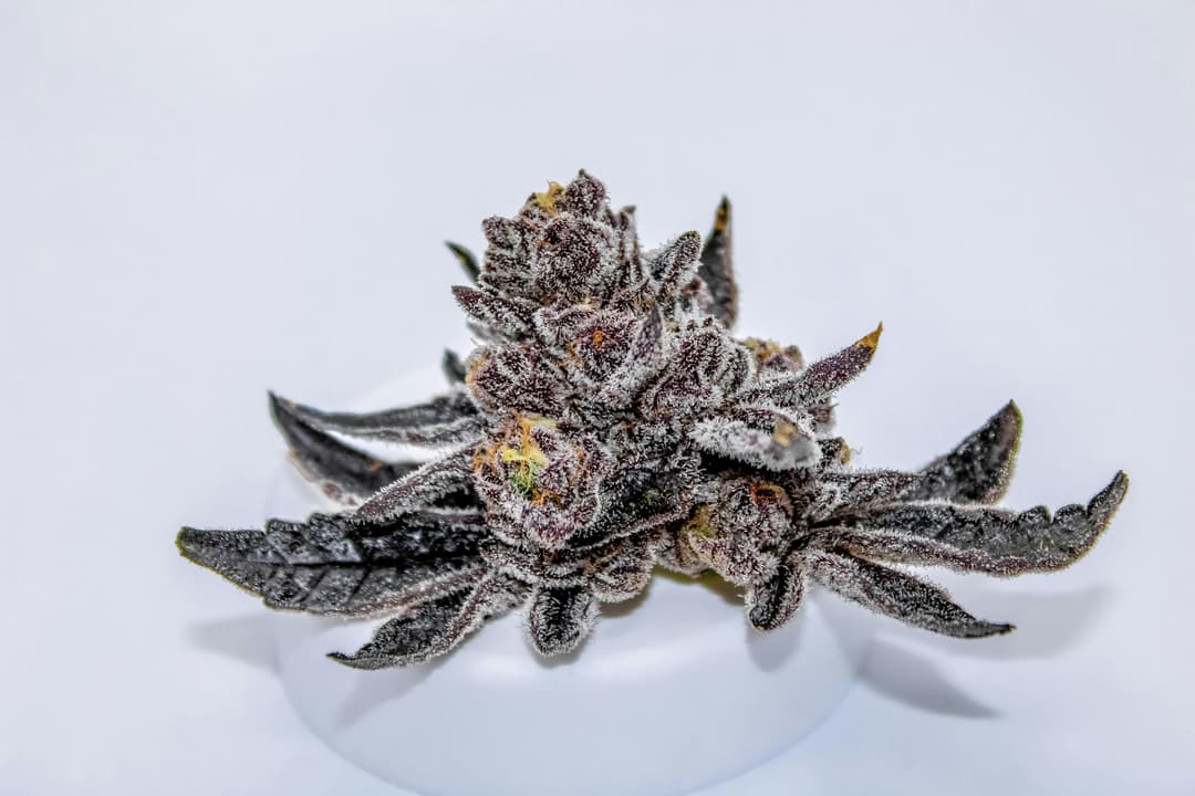 River Remedy: Modified Grapes 3.5g