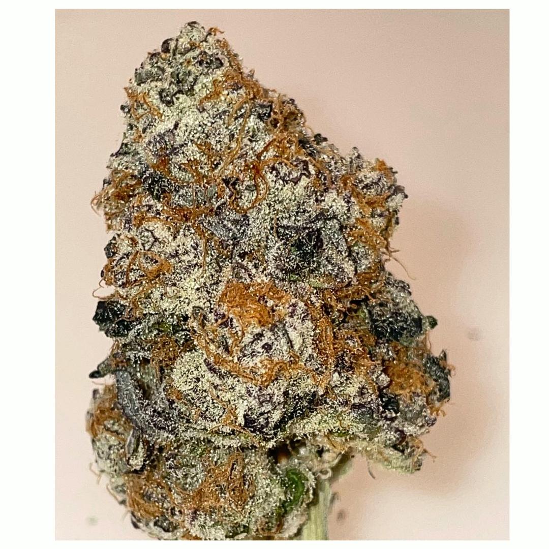 Purple Punch Gold edition