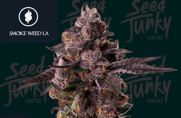 Smoke Weed LA - Permanent Marker x Lemon Cherry Gelato 3.5G