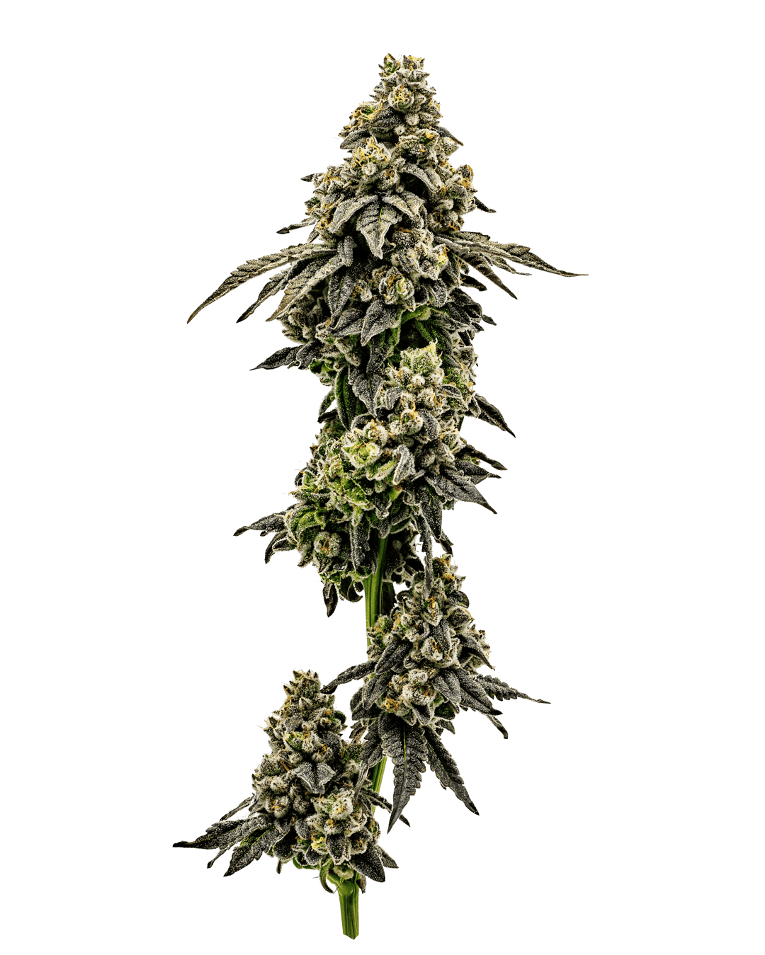 Maple Breath