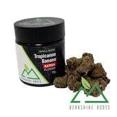 Tropicanna Banana Smalls | 7g