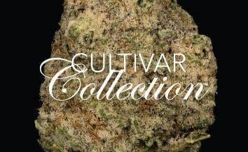 ICC x OZ - 3.5g Premium Flower