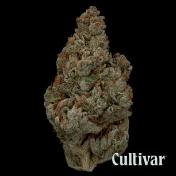 Pure Cake Breath x Animal Cookies - 3.5g Premium Flower