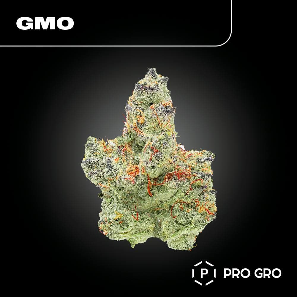 GMO