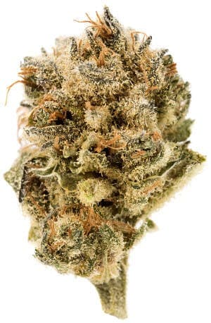 Candy Haze | 3.5g Flower