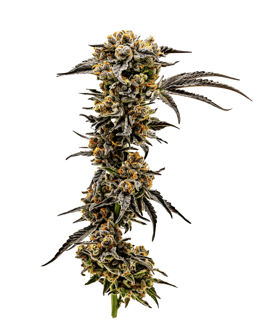Sundae Driver