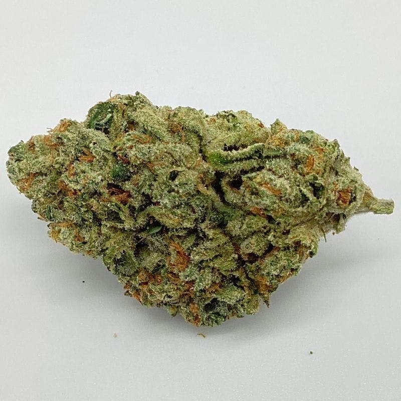 Gelato 41 x Animal Mintz