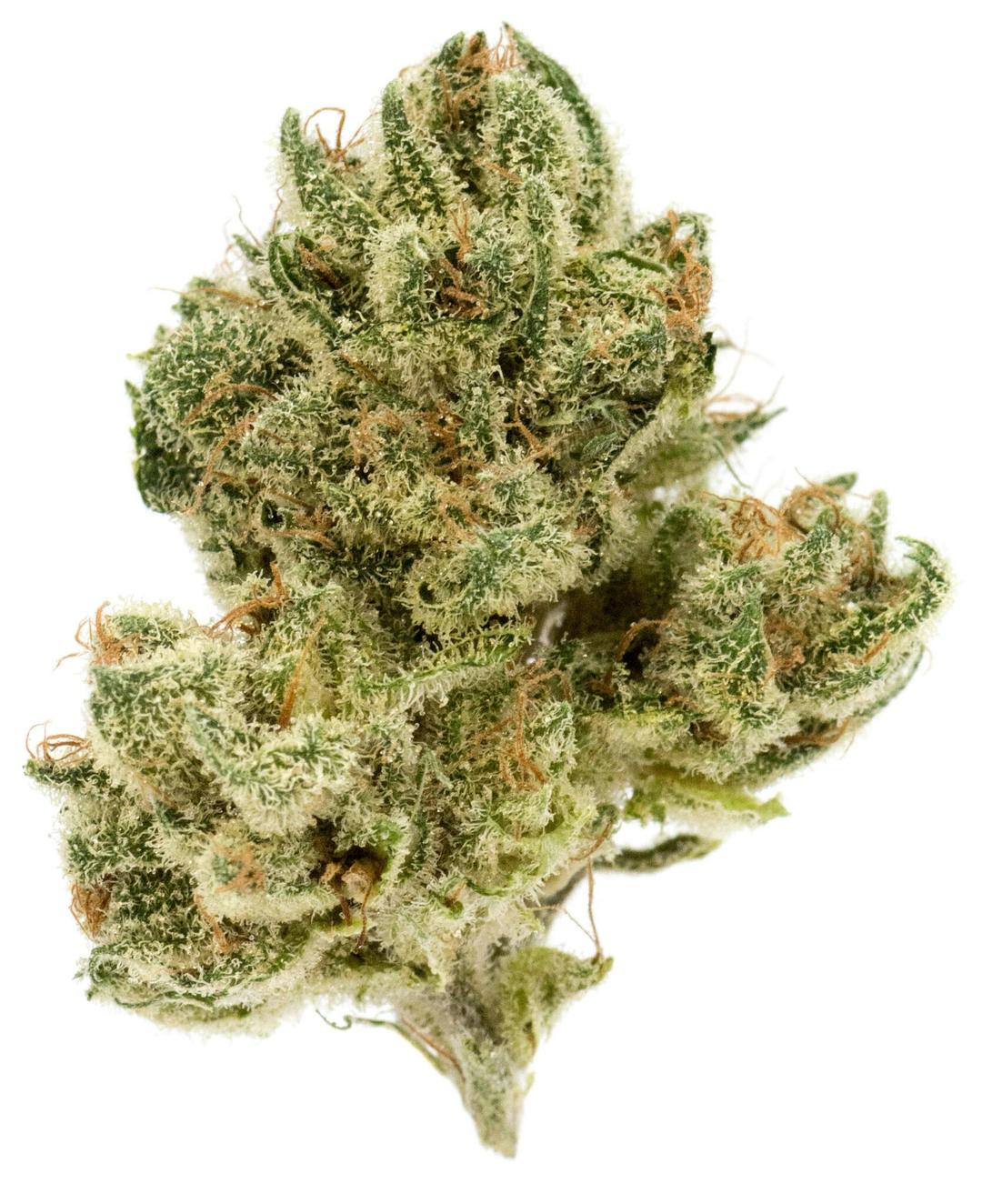 Shirley Temple (Cherry X Charlotte's Web) - 3.5g Baby Nugs