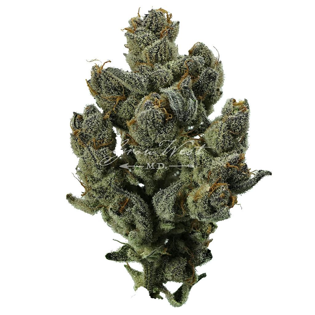 Mad Tiger | Gold | Trimmed | 3.5g