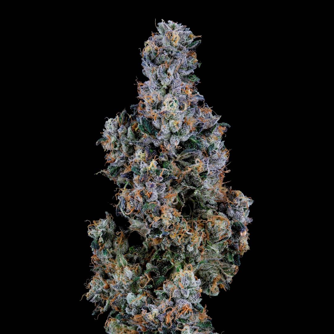 Chin Check Flower