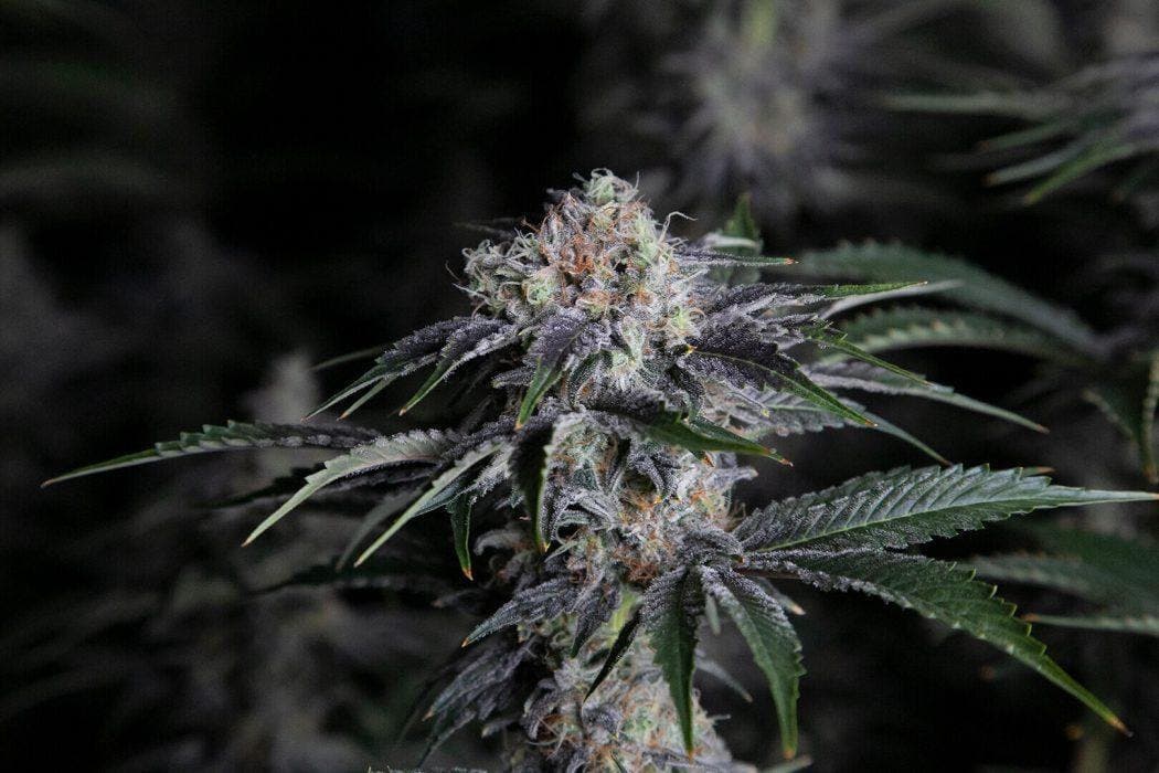 Diesel Thai