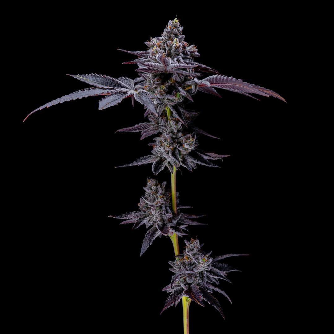 Black Scotti