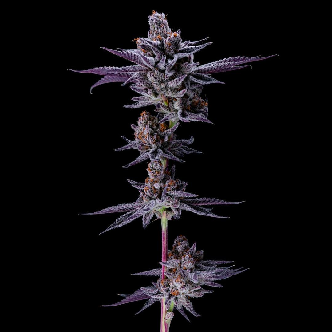 Marzhmallow