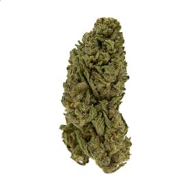 Exclusive - Gorilla Glue (H) - 28g