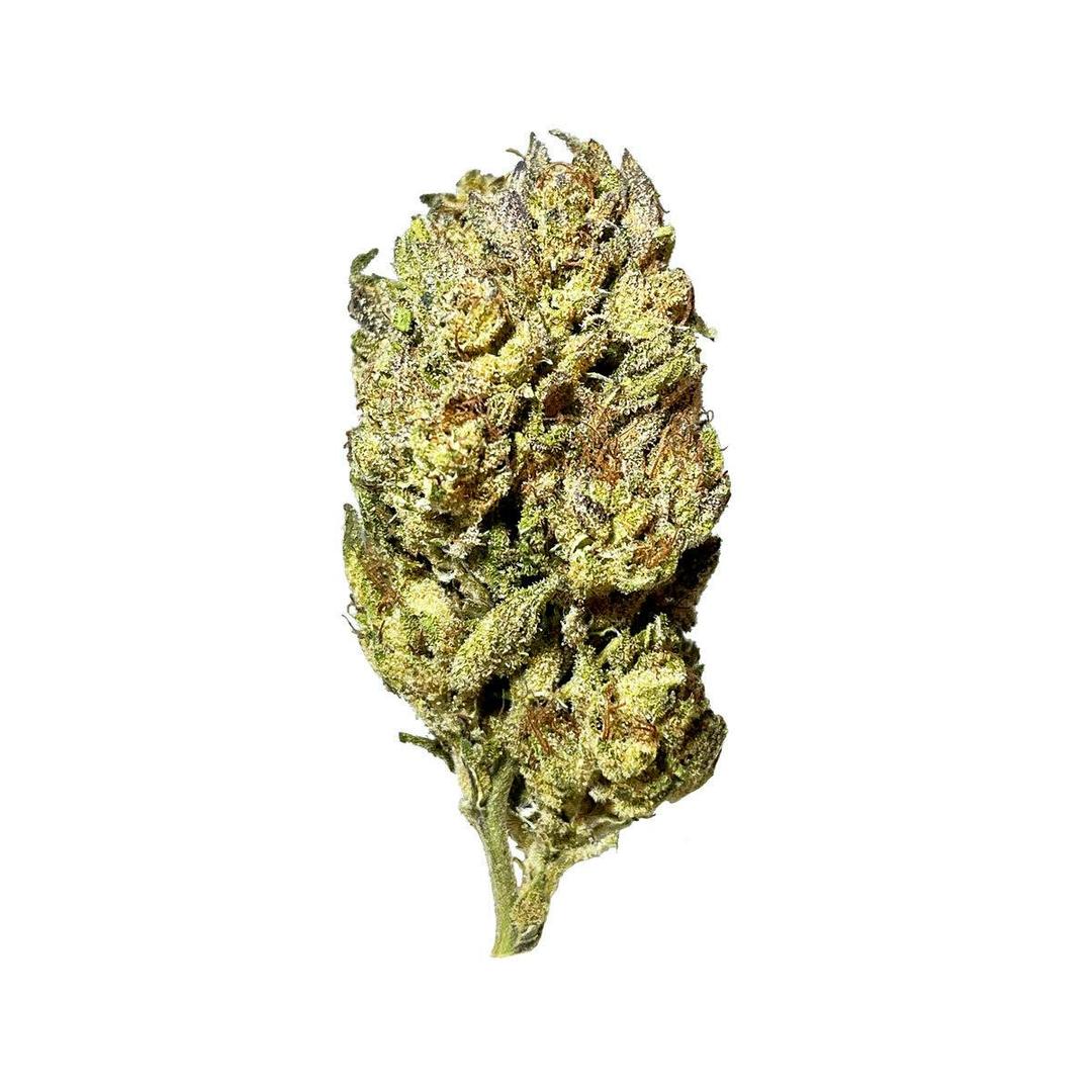Black - Wet Wet (H) - 14g