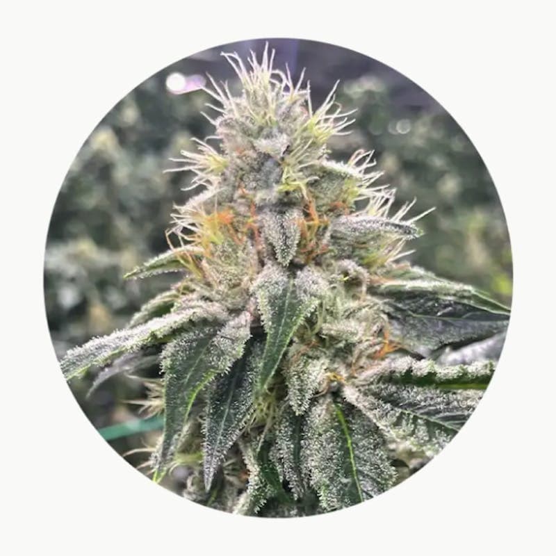 TruFlower 3.5G - CON