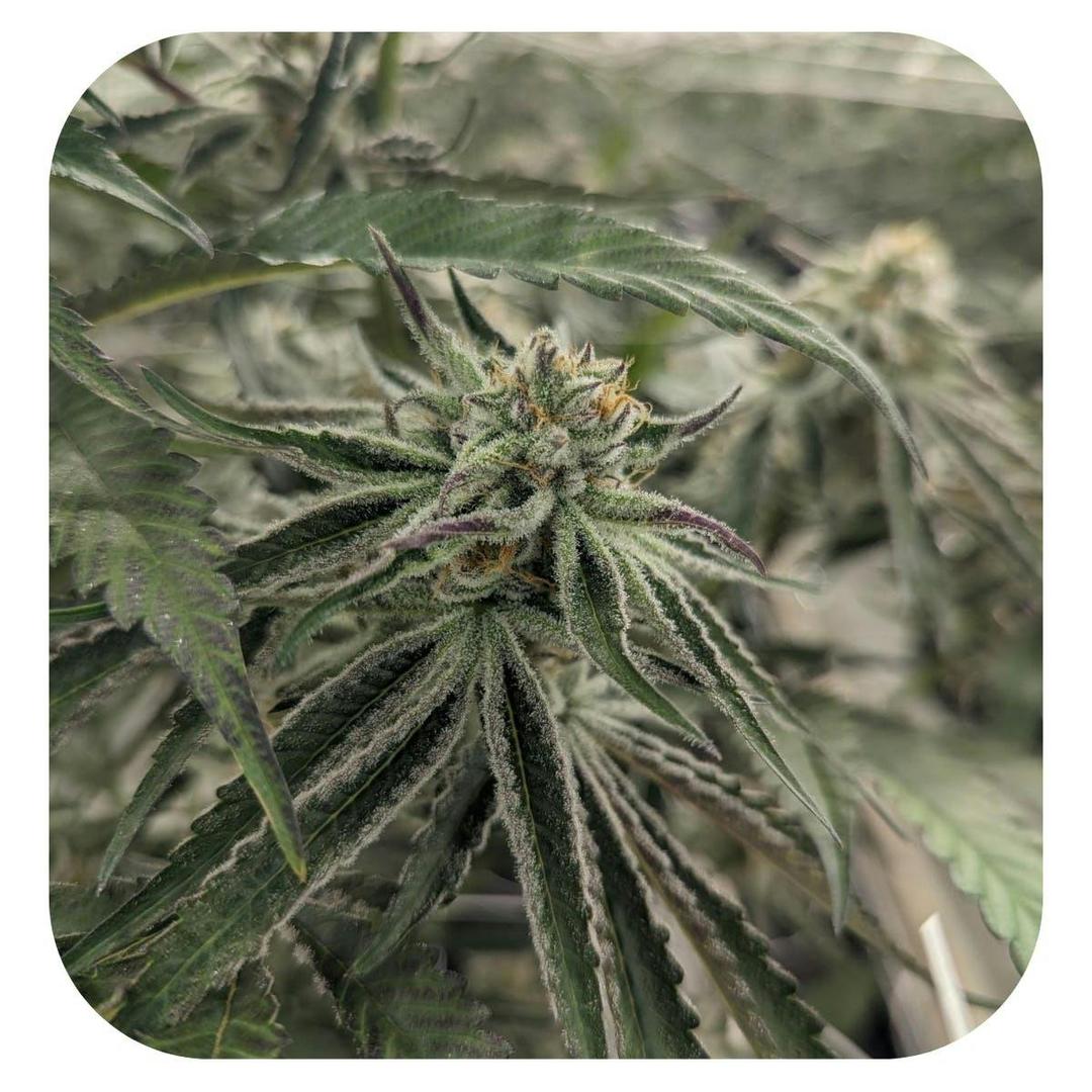 Purple Punch Flower