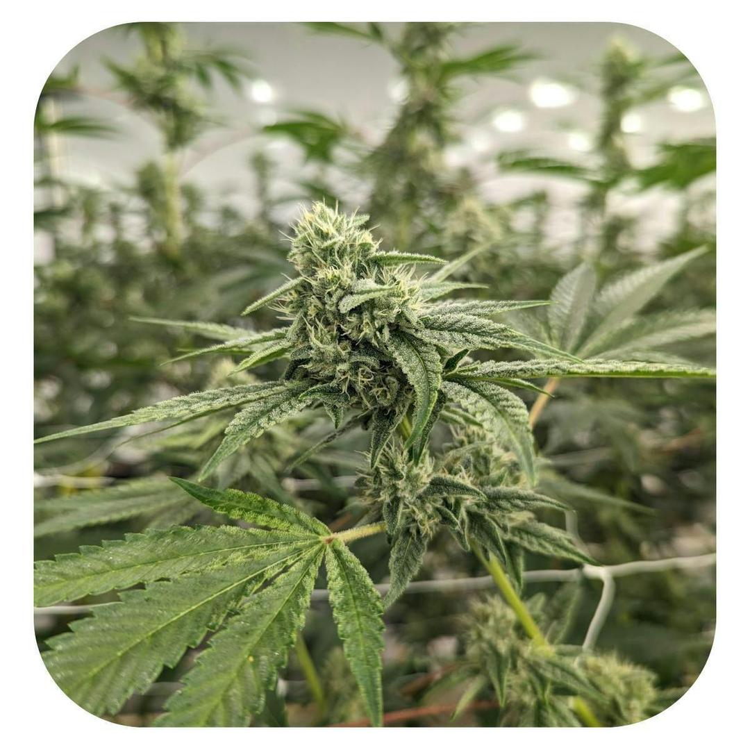 Bubble Gum Amnesia Haze Flower