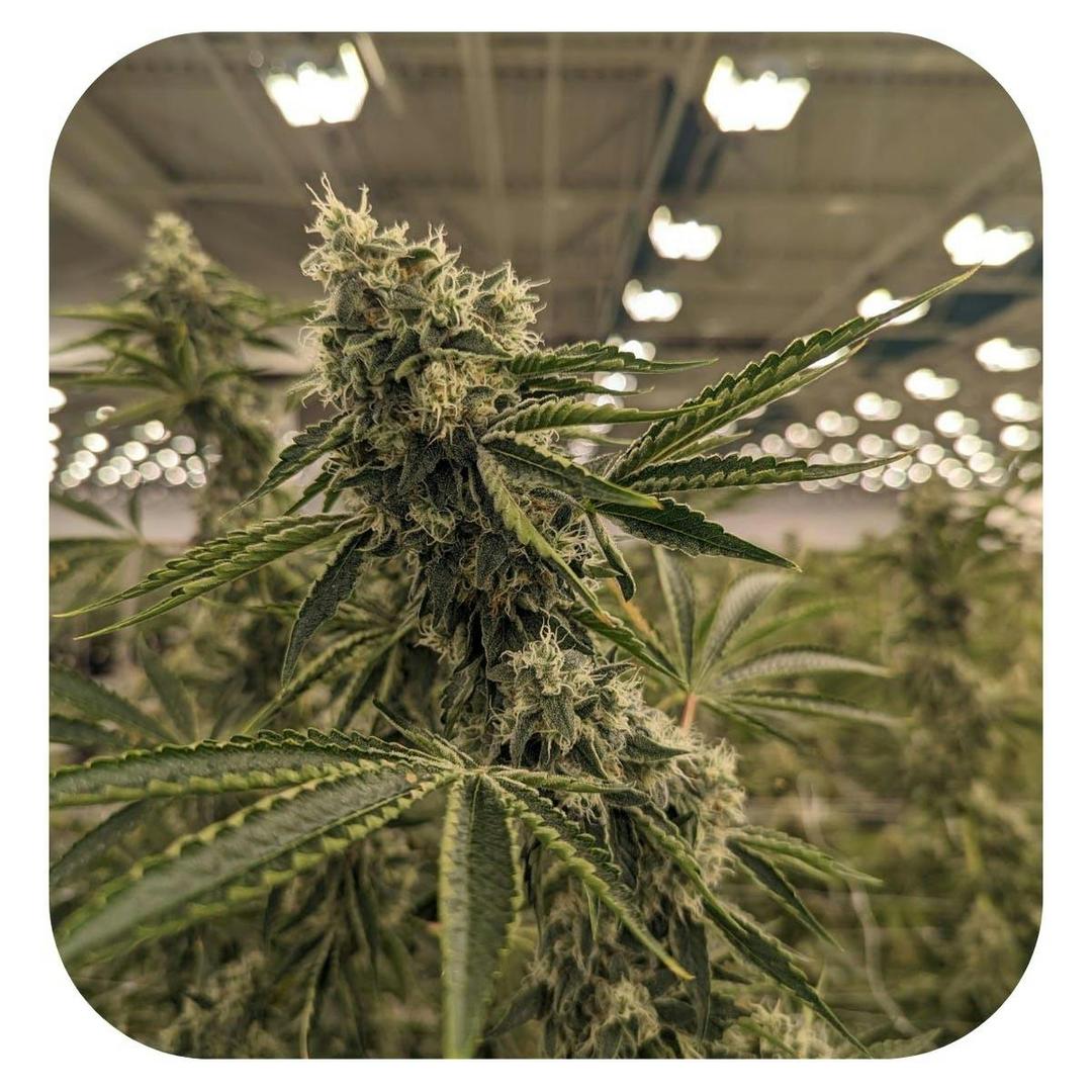 Gorilla Fumez Flower