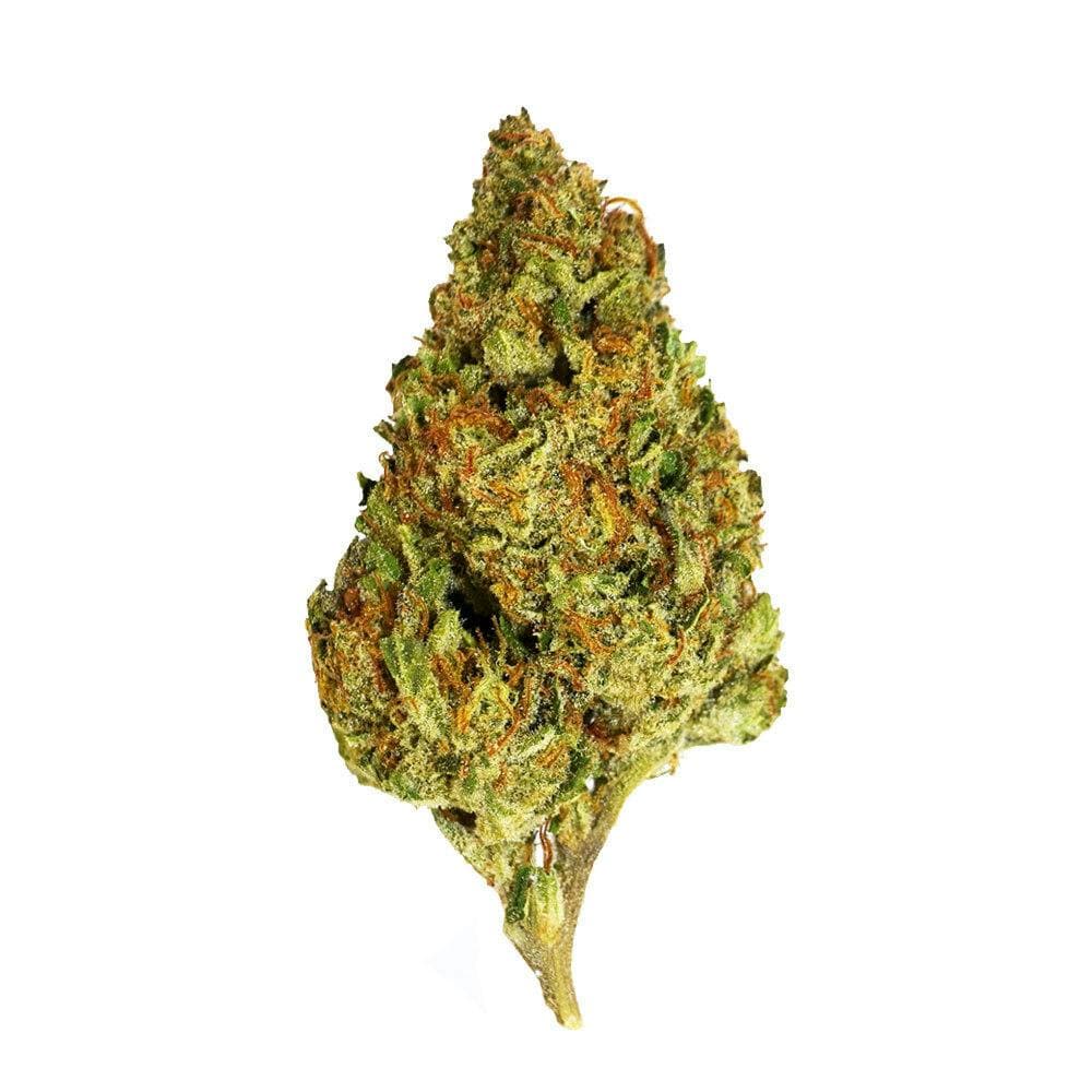 Black - Governmint Oasis (H) - 14g