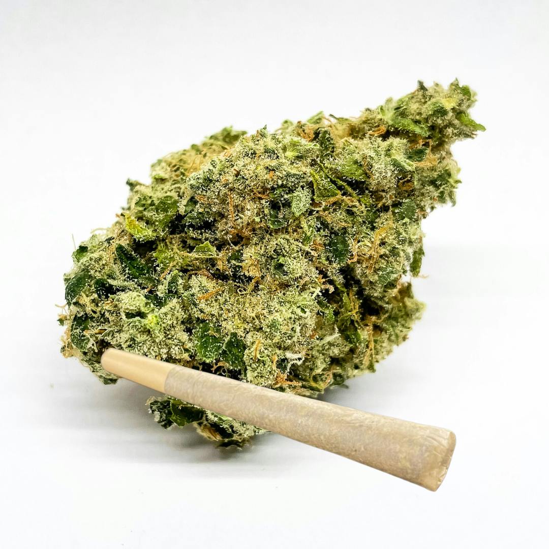 Motor Milk 3.5G Flower