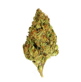 BLACK - GovernMint Oasis (I) - 14g