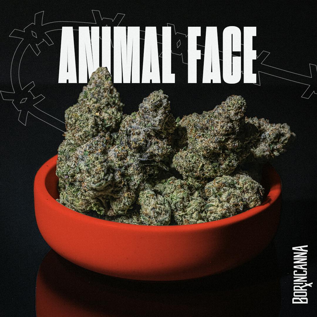 Animal Face