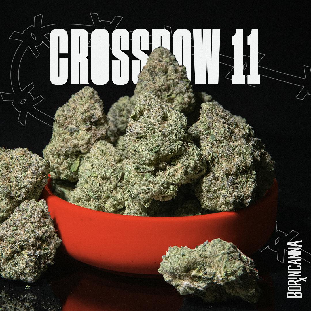 Crossbow #11