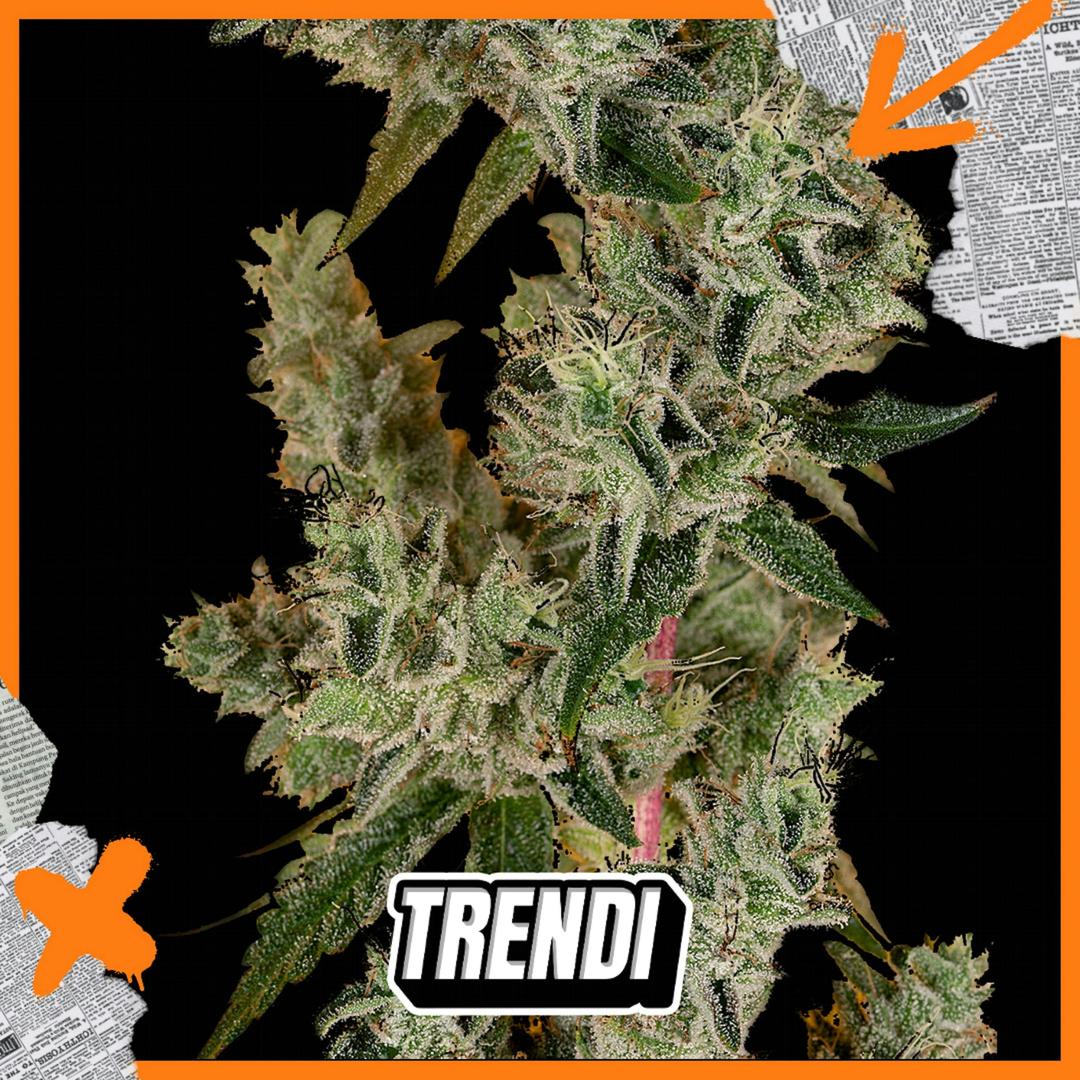 HR Banana OG Prepack | 3.5g