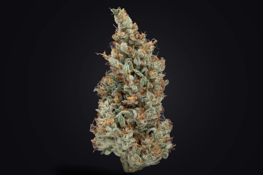 OC Skunk