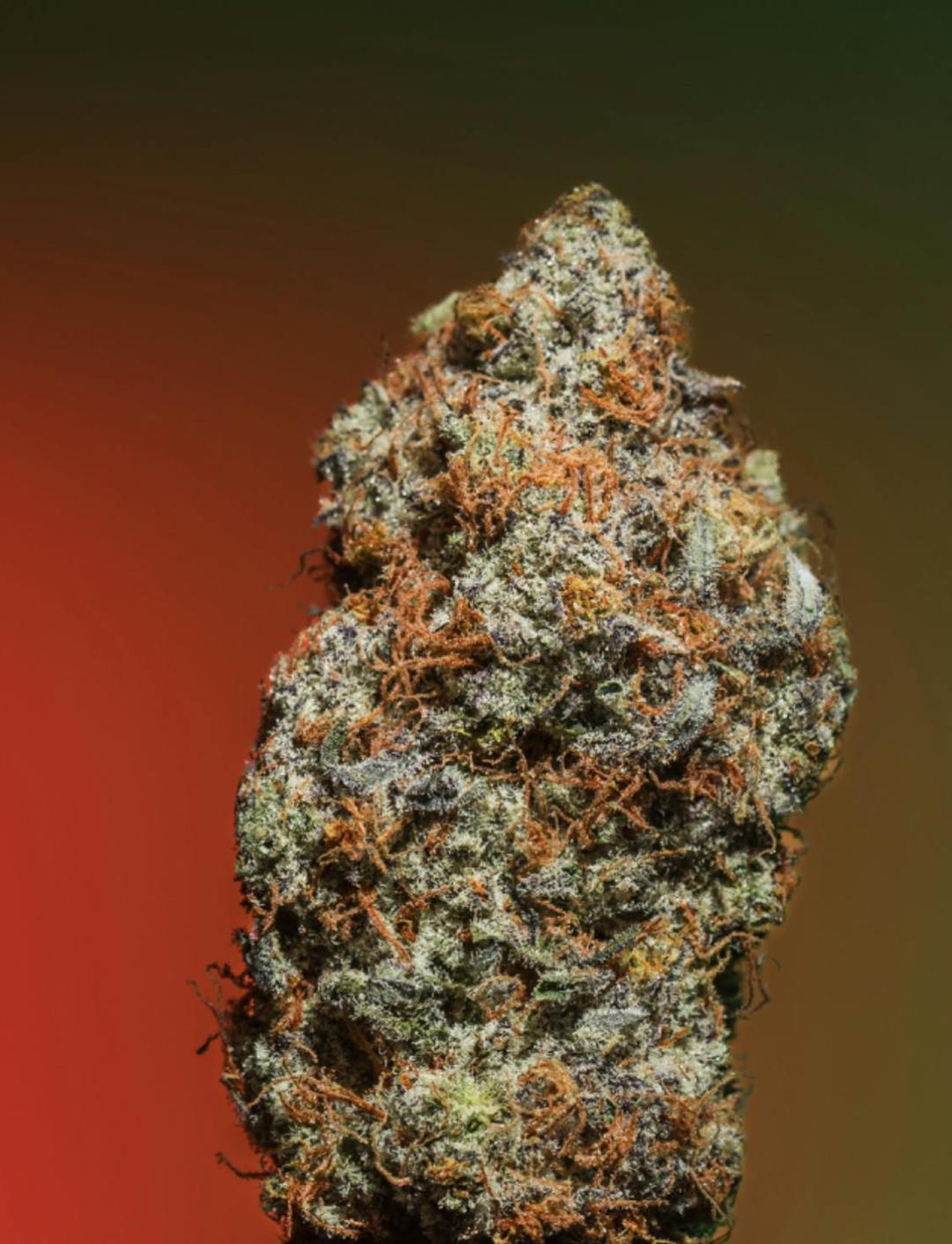 Grease Monkey