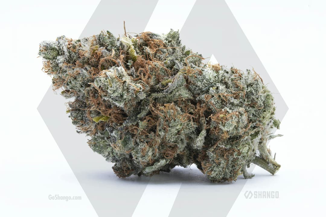 Gelato 41 OZ