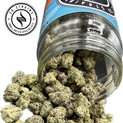 SD Strains Signature 28g "Gascotti"