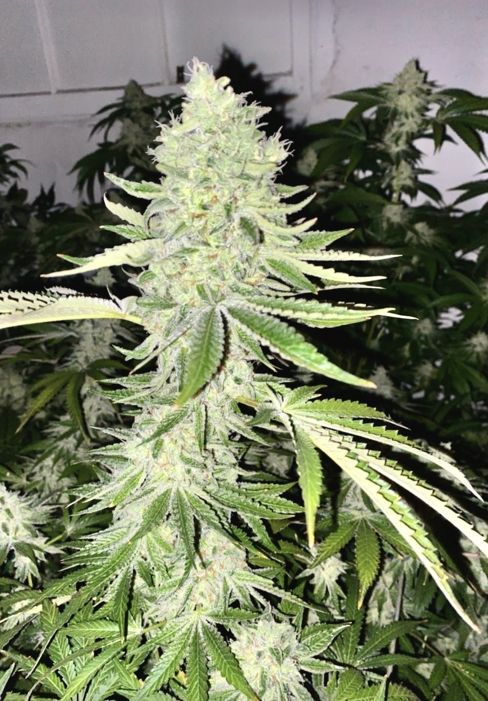Apple Fritter Small Bud
