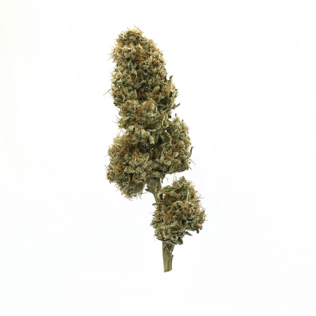 Purple Glue