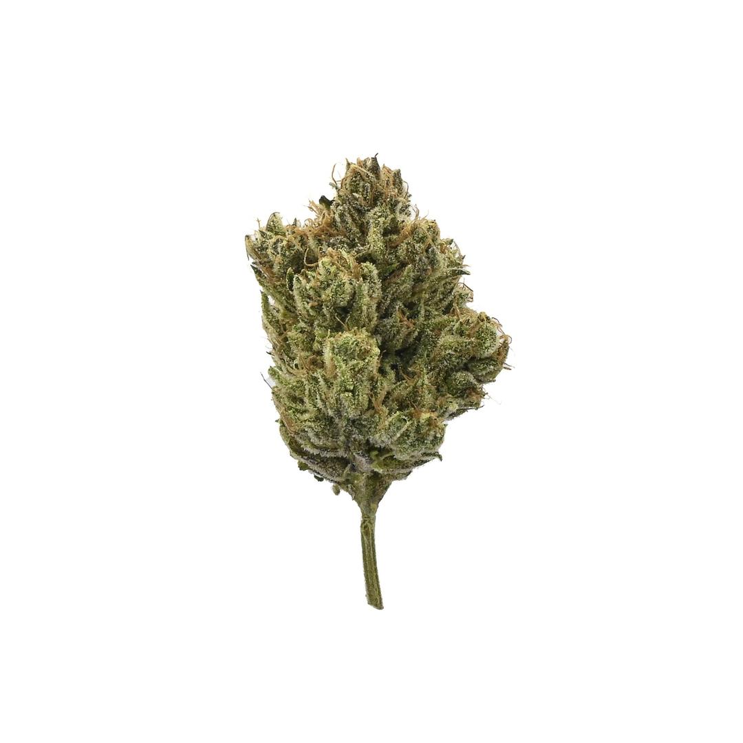Tenzin Kush