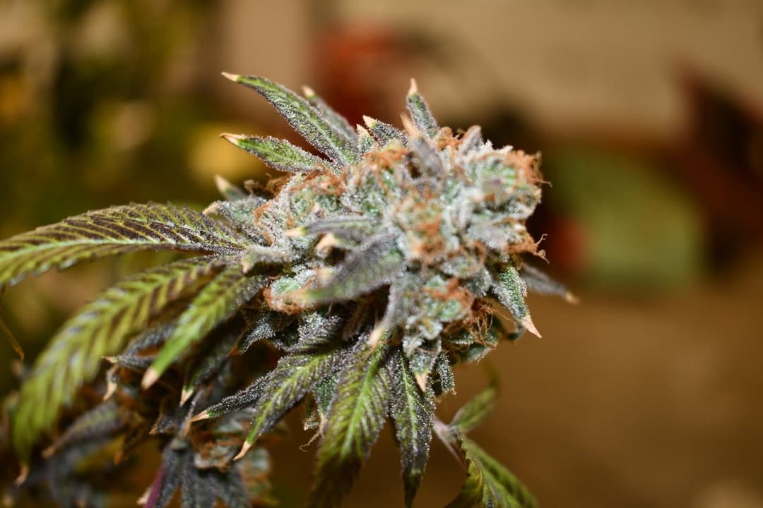 Purple Punch